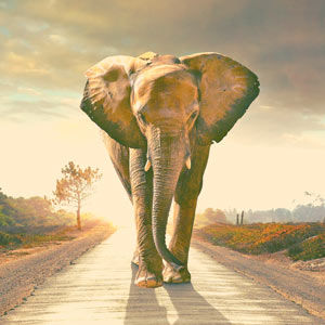 FreeSpirit® Vision Elefant